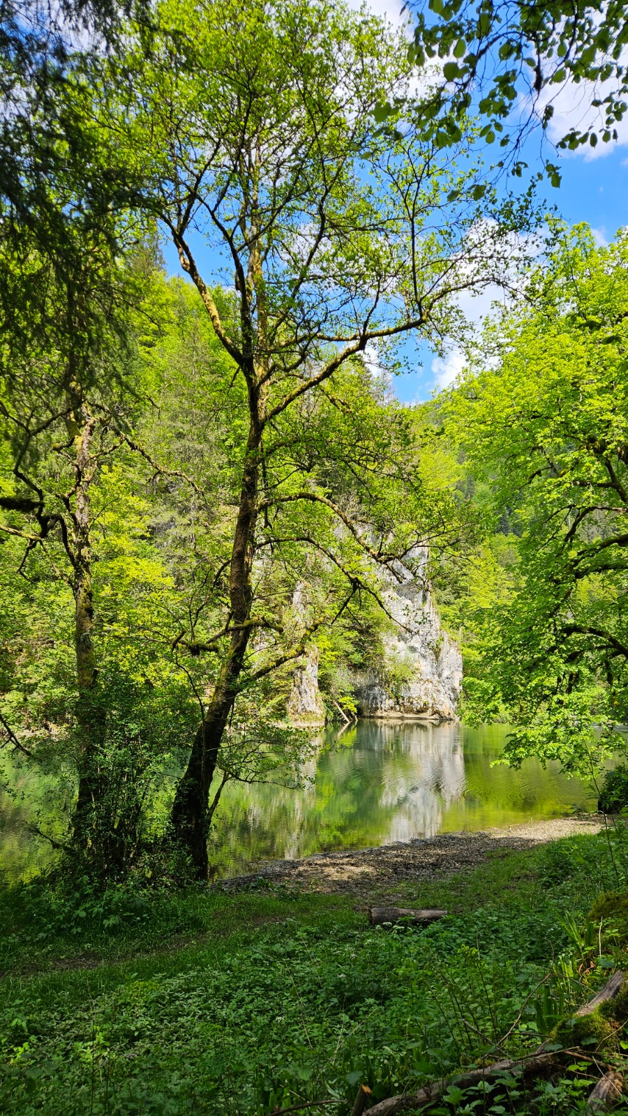 Waldweg im Morgenlicht
